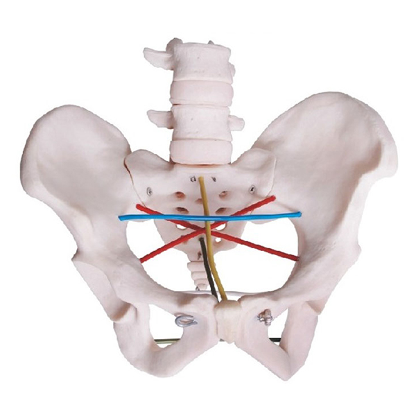 女性骨盆测量示教模型