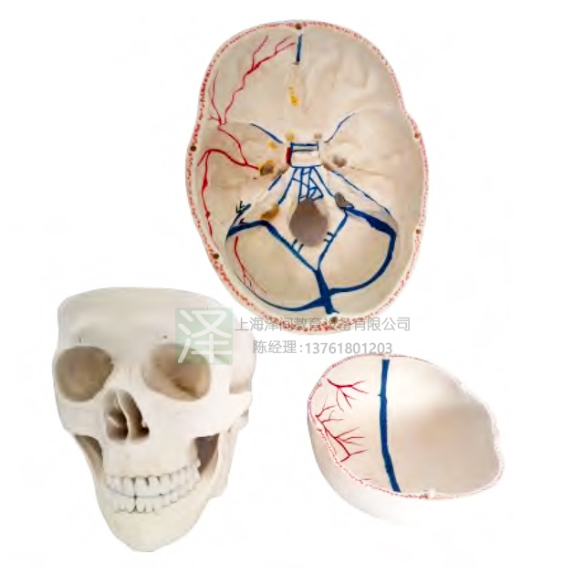 头骨附血管走向模型