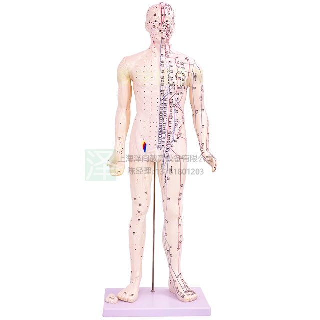 人体针灸模型85cm