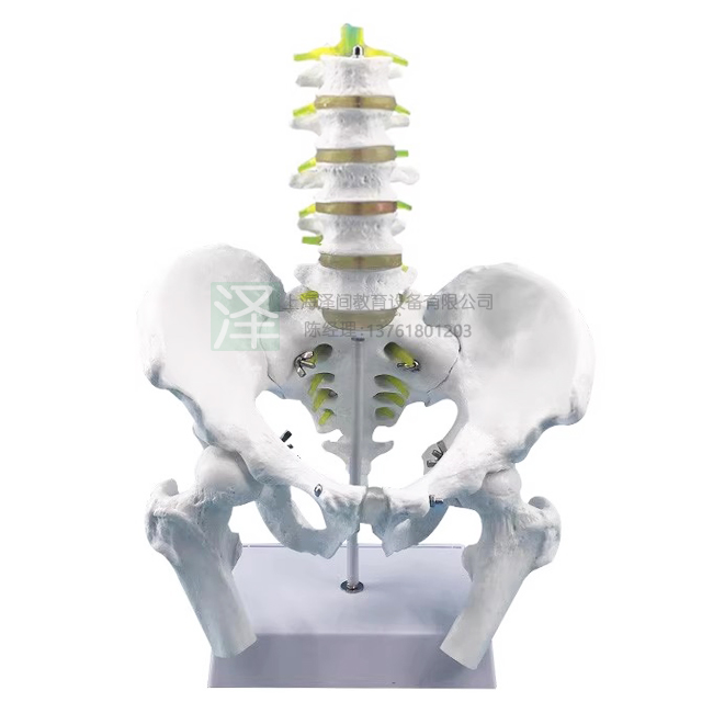 骨盆带五节腰椎附股骨模型