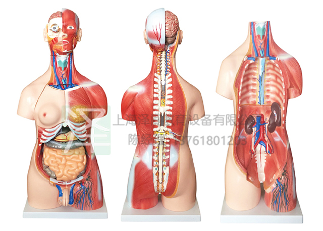 两性肌肉躯干模型85CM30件