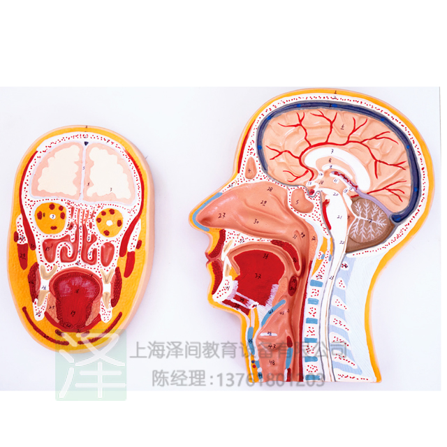 头部矢状及额状切面模型