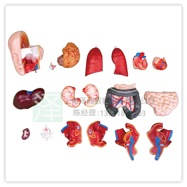 两性互换躯干模型55CM20件1