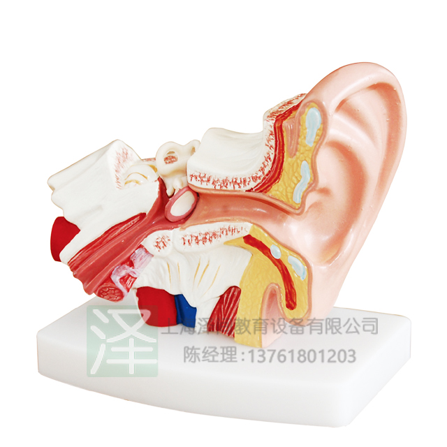 耳解剖模型（1.5倍放大）