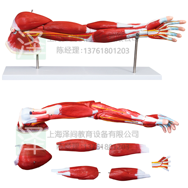 手臂肌肉附神经血管模型