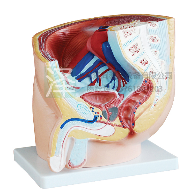 男性盆腔矢状解剖模型