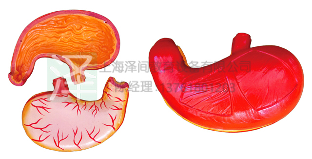 胃解剖模型