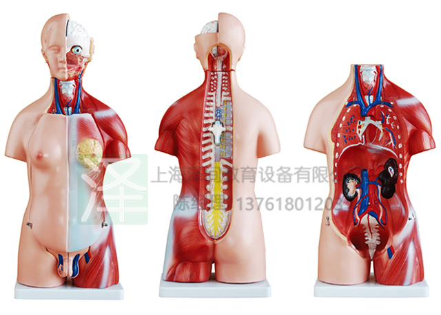 两性躯干模型45CM23件