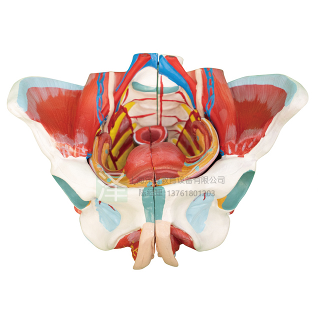 女性骨盆附生殖器与血管神经模型