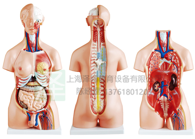 两性躯干模型85CM23件