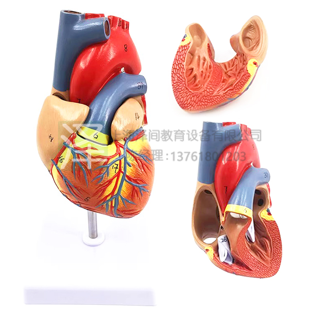 人体心脏解剖模型附数字标识