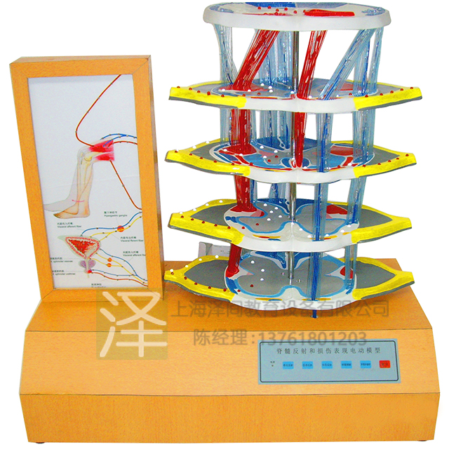 脊髓反射和损伤表现电动模型