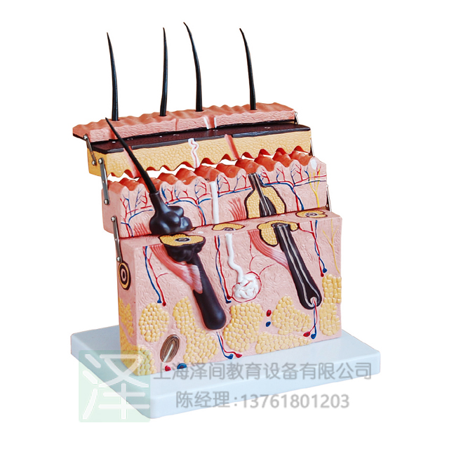 皮肤切面模型