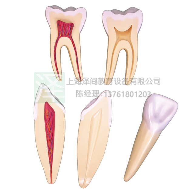 牙解剖模型